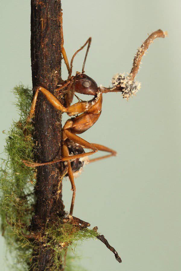 Parece una historia de zombis, pero ocurre en plena naturaleza