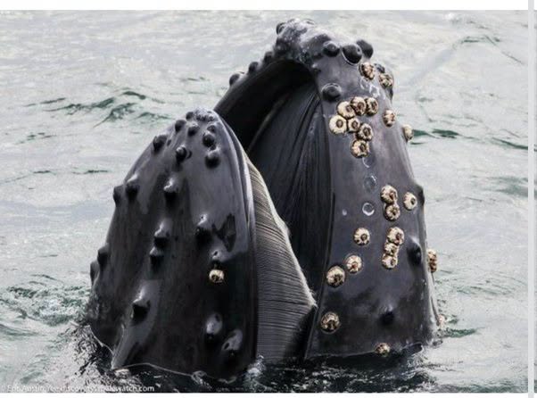 Las protuberancias oscuras que se ven se llaman tubérculos y son folículos pilosos grandes que cubren el hocico de la ballena jorobada