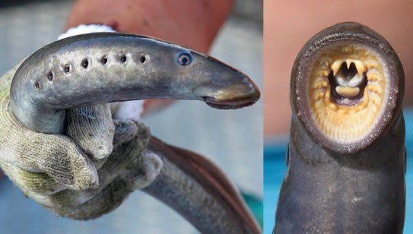 Un animal que mata a sus víctimas de una manera bastante cruel es, sin duda, la lamprea marina