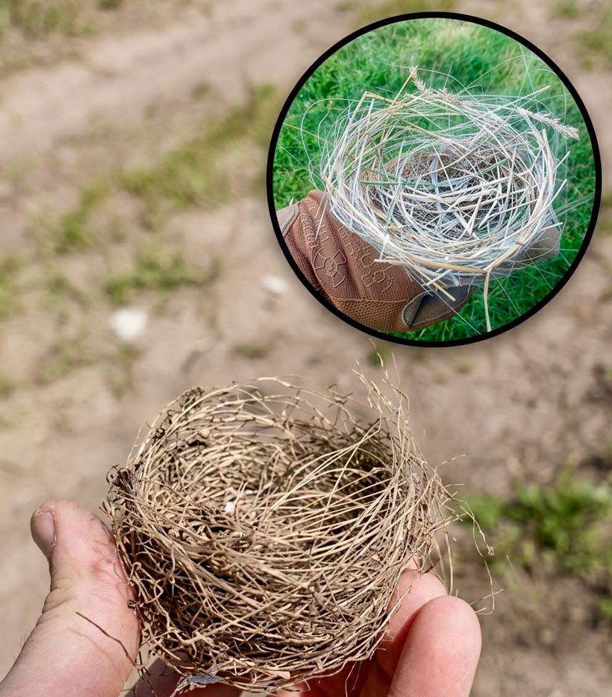 La naturaleza encuentra formas extrañas y un tanto crudas de seguir adelante