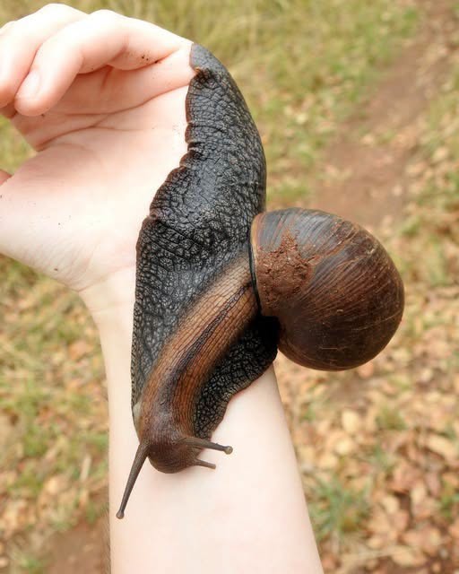 Este enorme gasterópodo, presente en algunas zonas del este de África, como Malawi y Tanzania, puede alcanzar los 15 cm de longitud, ¡convirtiéndo...