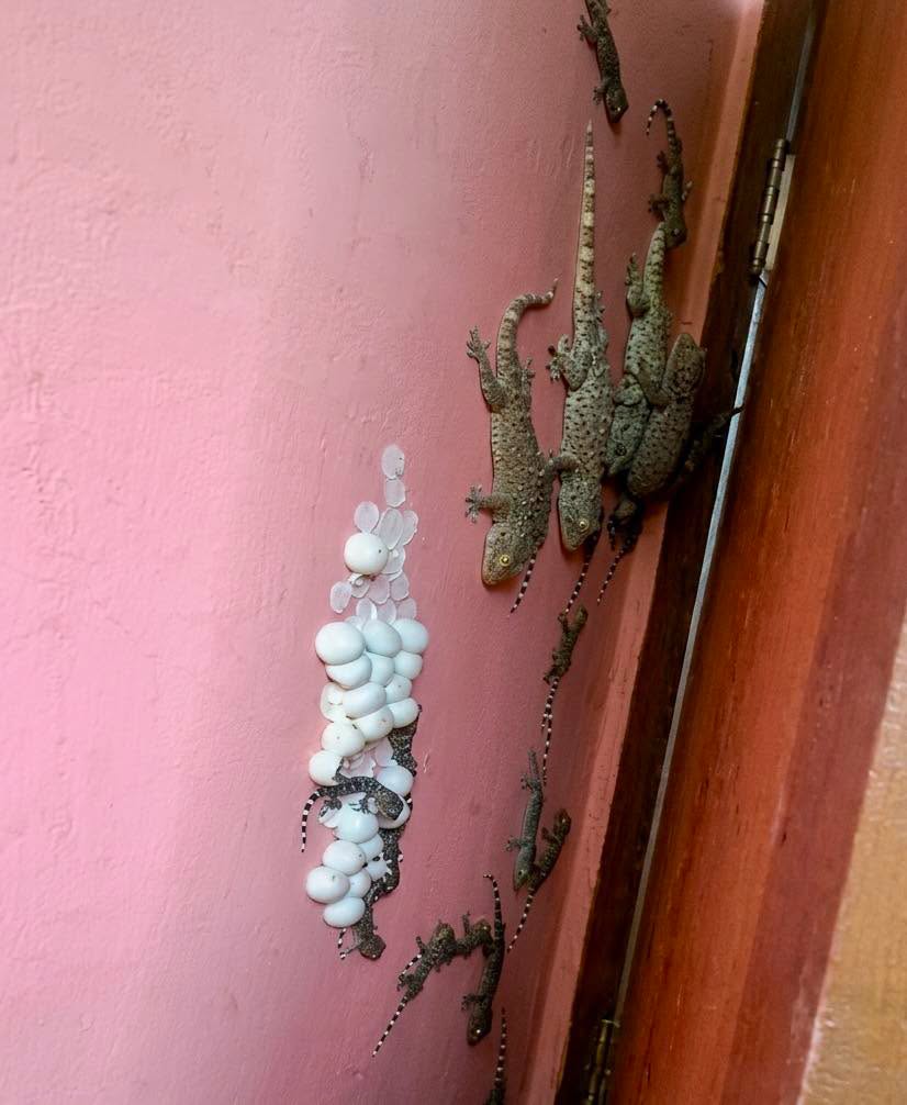 Esto que ves aquí es un nido comunitario de gecos caseros (conocidos en muchas regiones como cuijas, salamandras o lagartijas besuconas), y aunque la...