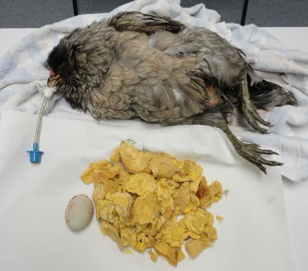 Esta gallina había dejado de poner huevos, presentaba pérdida de peso y letargo, seguidos de hinchazón abdominal: una evolución alarmante que indi...