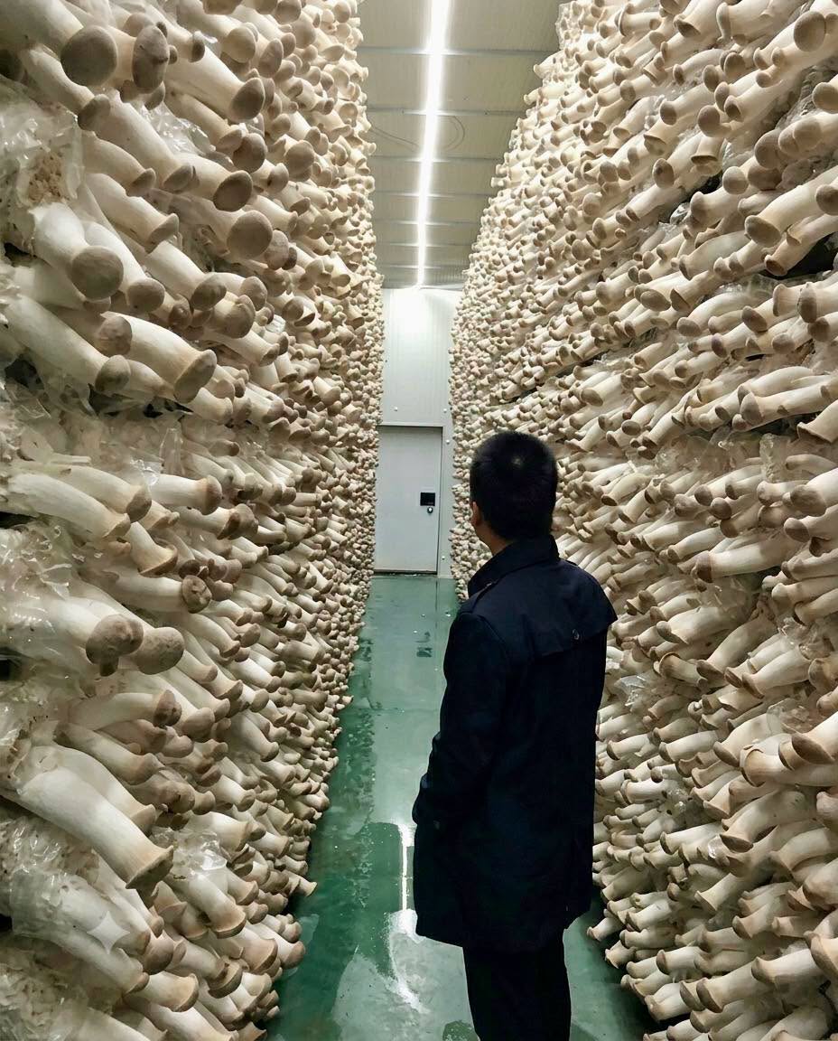 Esto no es arte moderno, es agricultura de alta tecnología