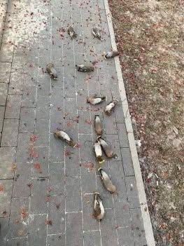 Los pájaros ampelis americanos 🐦, completamente irresponsables, suelen comer fruta fermentada y luego se tumban borrachos en las aceras
