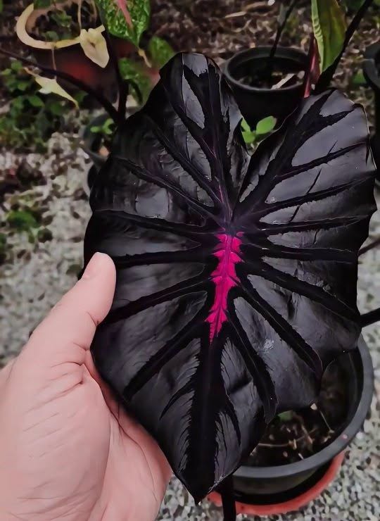 La Colocasia esculenta 'Black Lava' (Oreja de elefante negra) parece salida de otro mundo