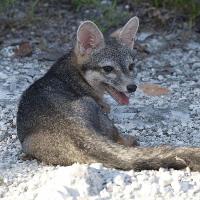 El esquivo zorro enano de Cozumel fue fotografiado en la isla de Cozumel, en México, en 2026, después de que no se le viera desde 2026