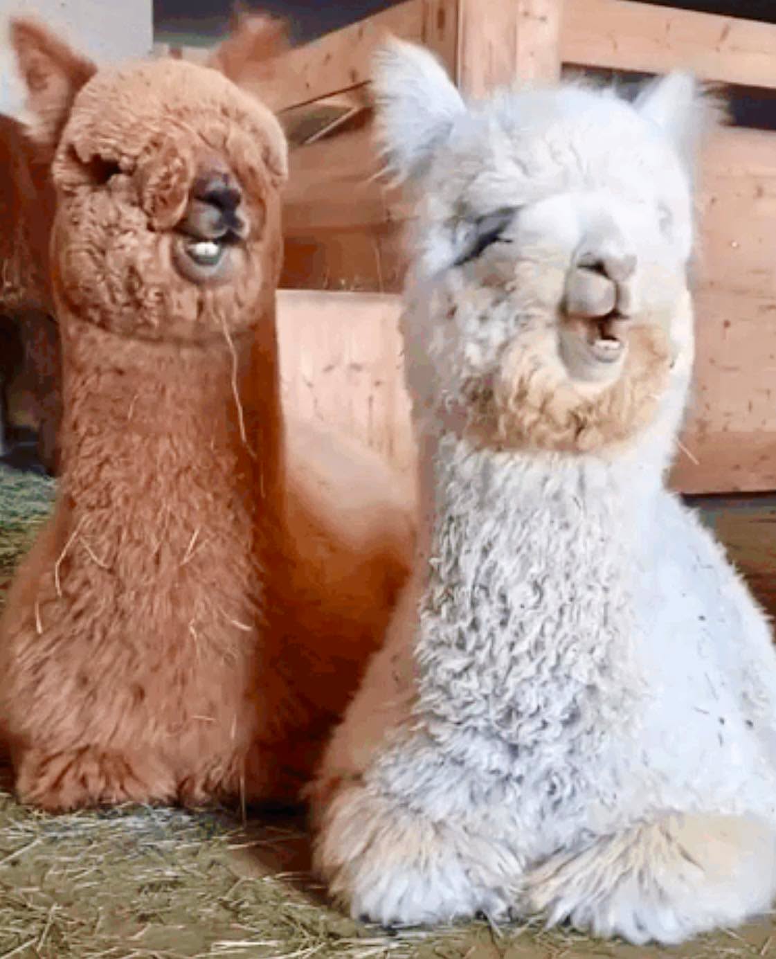 Aunque parece que están riéndose o mascando chicle con mucha gracia, las alpacas en realidad están ejecutando un mecanismo biológico fascinante co...