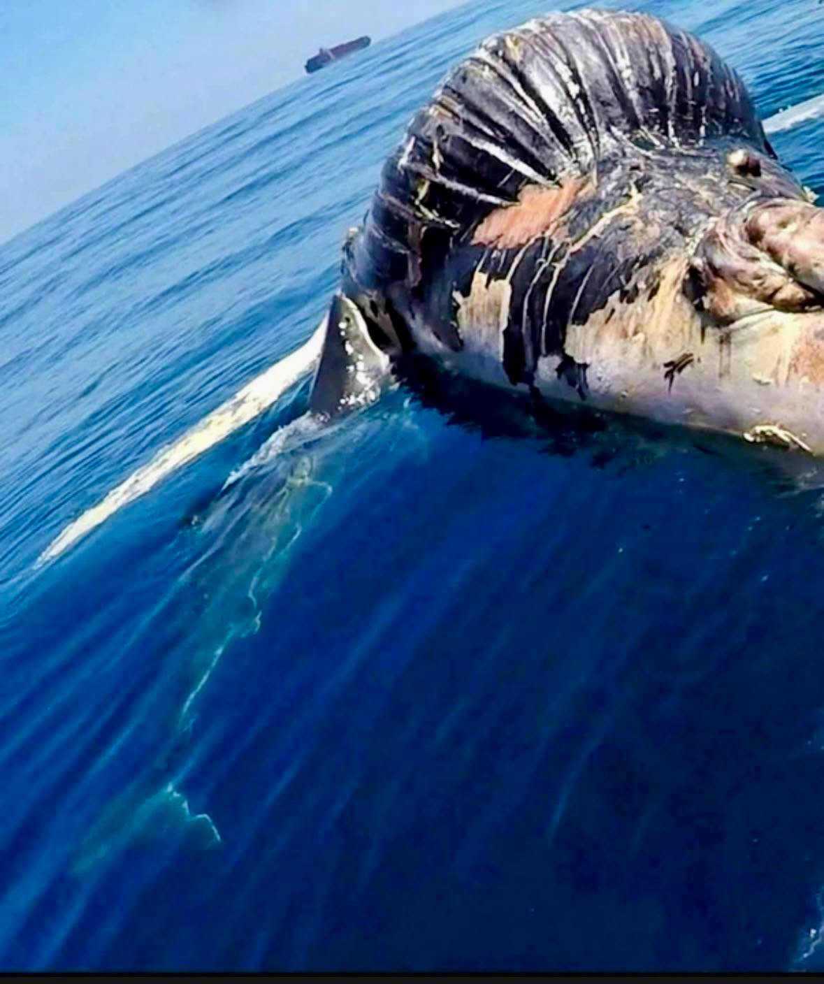 El océano no tiene piedad, pero sí un orden perfecto