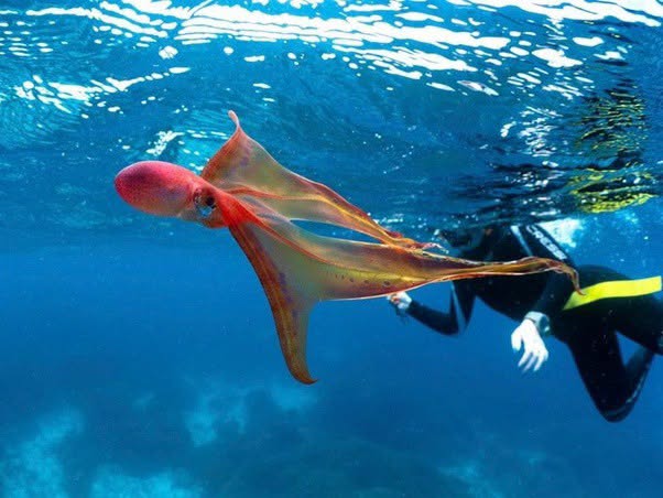 El pulpo manta es quizás una de las criaturas más extrañas del océano