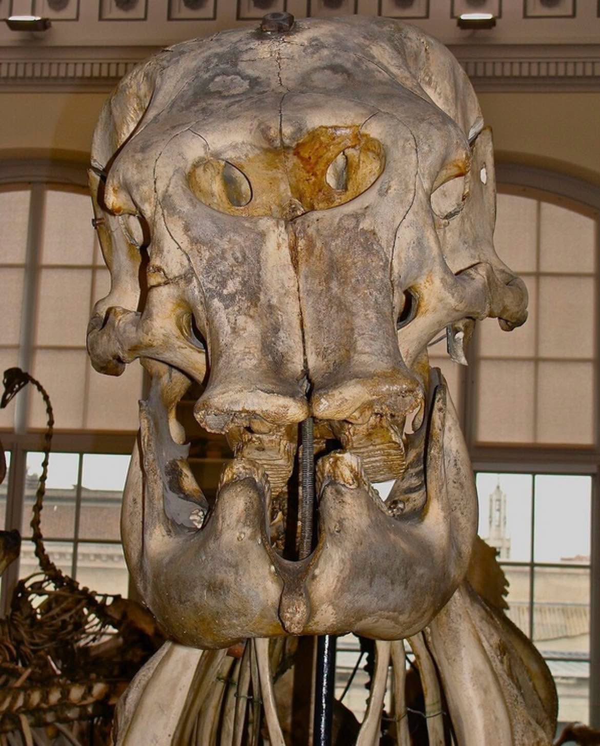 El cráneo de un elefante es uno de los objetos más desconcertantes de la naturaleza, especialmente si nunca has visto al animal vivo