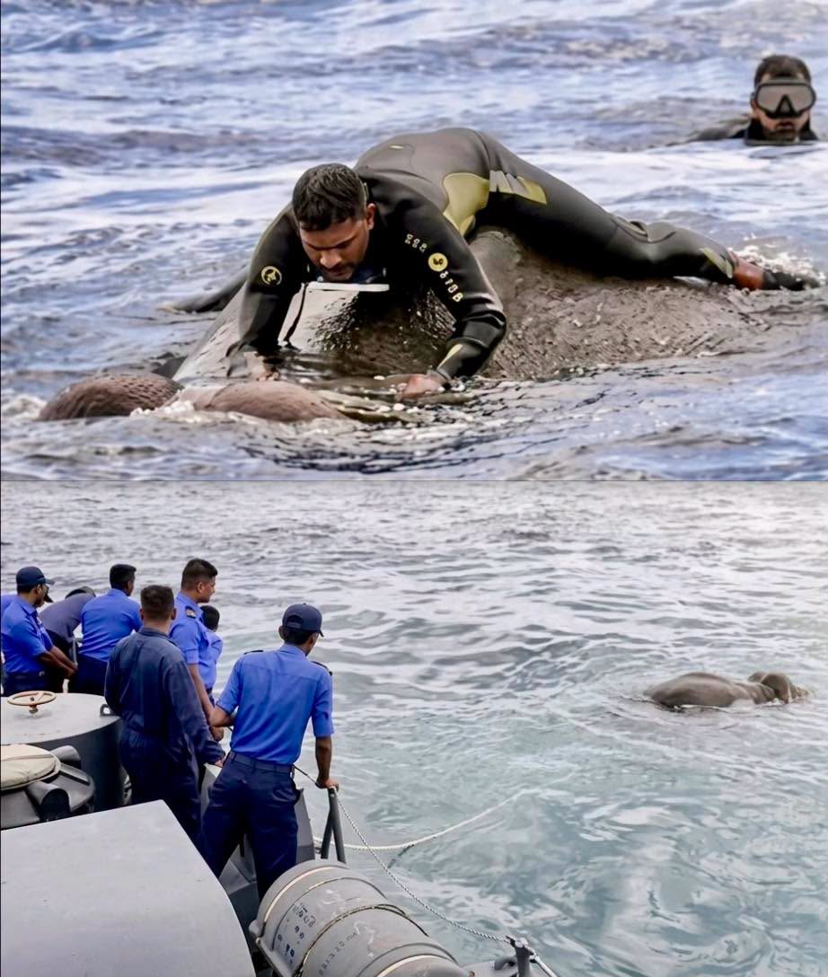 En medio de la inmensidad del Océano Índico, a unos 16 kilómetros de la costa de Sri Lanka, un grupo de marineros divisó algo que desafiaba toda l...
