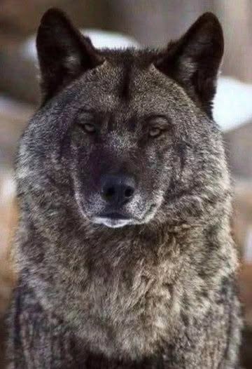 El lobo no toca a los muertos, ni a los hombres ni a los animales, porque su honor es más fuerte que el hambre