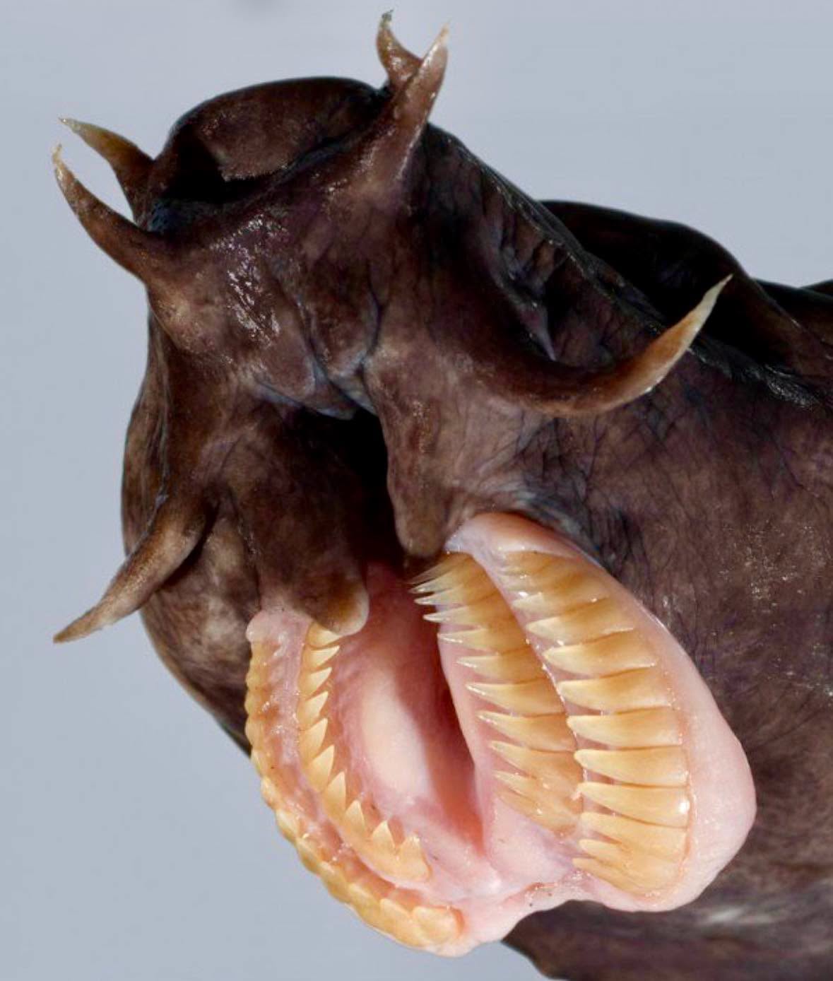 El océano profundo esconde criaturas que superan a cualquier monstruo de la ciencia ficción