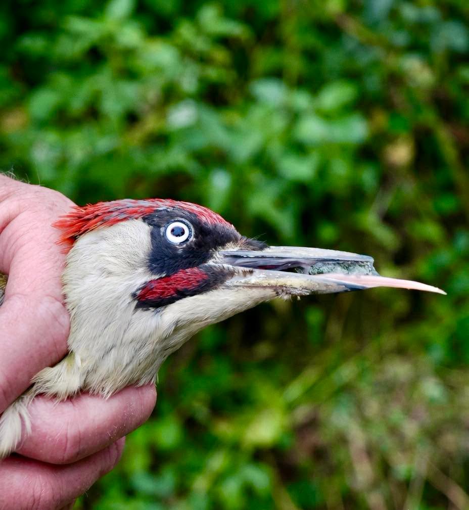 El pájaro carpintero esconde uno de los mecanismos más extraños y perfectos de la naturaleza, y no tiene nada que ver con la fuerza de su pico, sin...