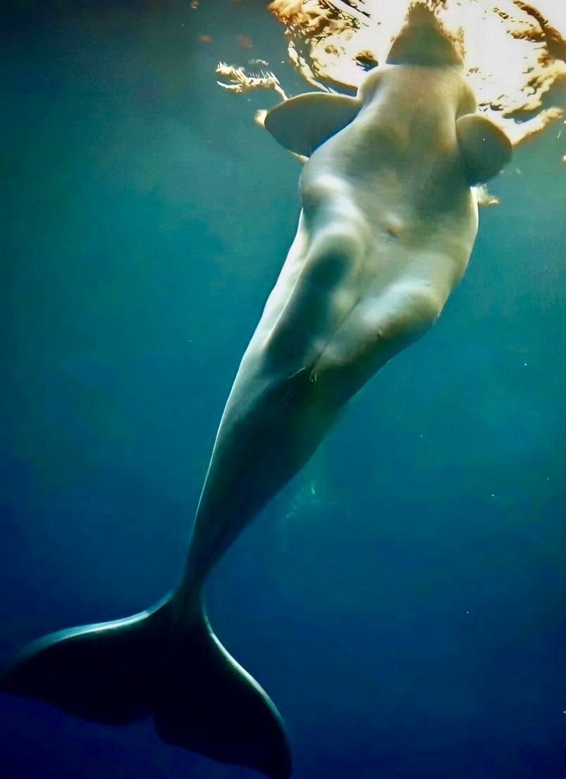 Durante siglos, los relatos de marineros hablaron de criaturas misteriosas con siluetas casi humanas que emergían de la niebla marina