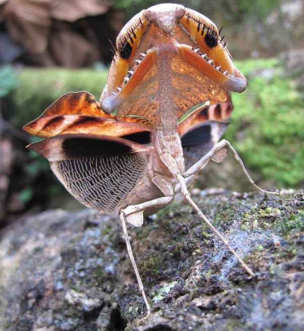 Este podría ser el insecto más peligroso del mundo, al menos en apariencia 