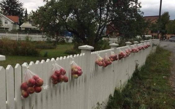 En Noruega, cuando hay más manzanas de las que pueden vender, a menudo simplemente las dejan disponibles para que la gente tome las que necesite y la...
