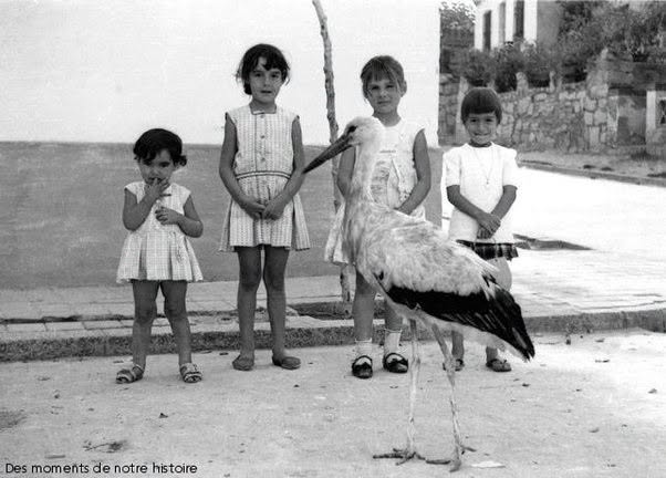 Una mañana del verano de 2026, Pedro Bravo, un niño de 9 años de Las Rozas, jugaba con sus amigos cuando vieron una pequeña cigüeña que apenas p...