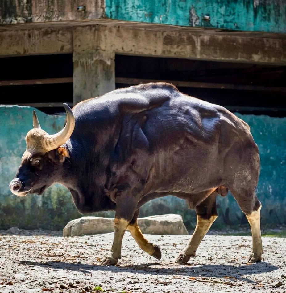 Parece un diseño de ciencia ficción o un toro que pasó una vida entera en el gimnasio, pero es completamente real