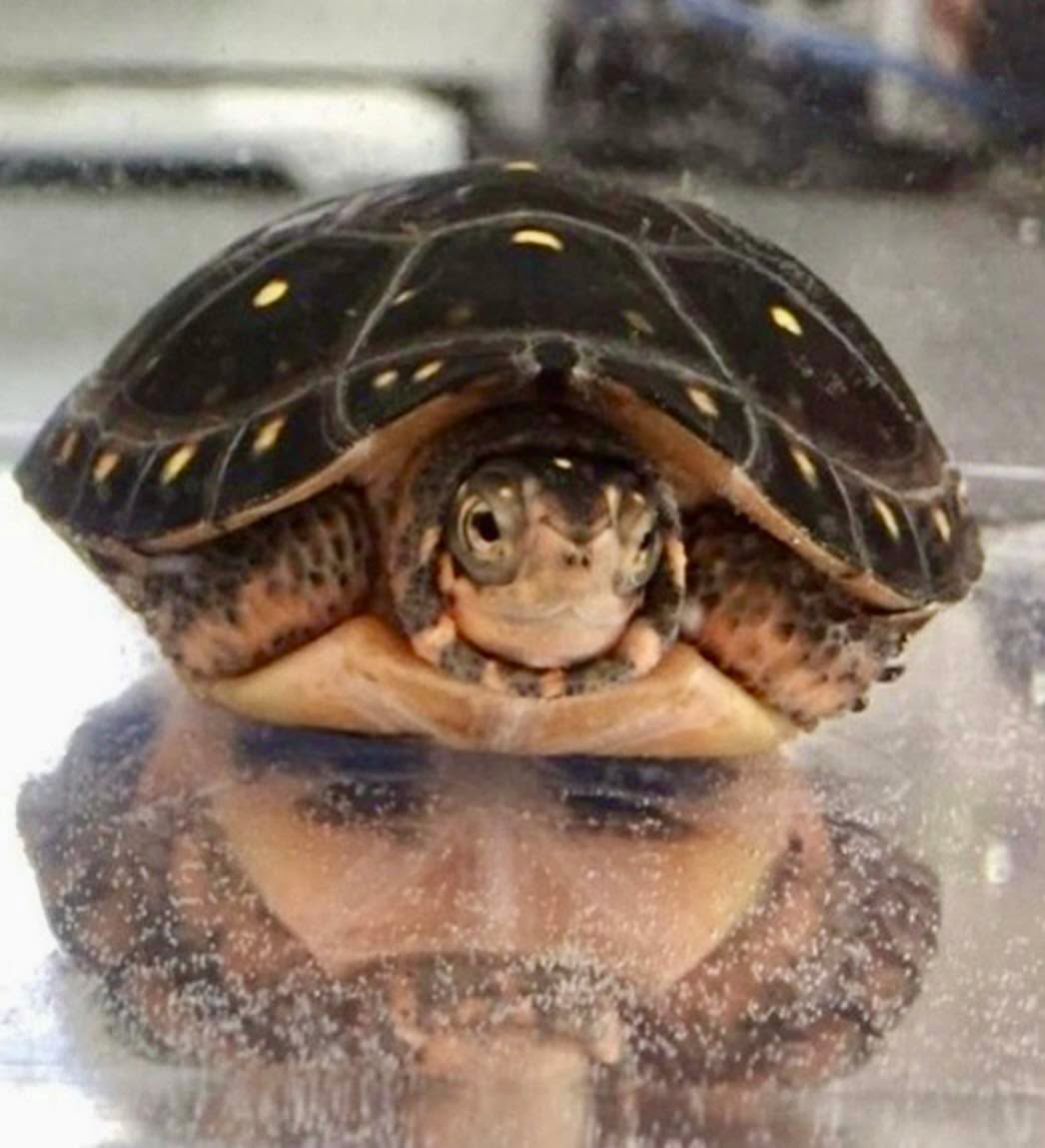 A primera vista, el reflejo en el suelo de cristal parece el retrato perfecto de un hombre con barba y mirada profunda