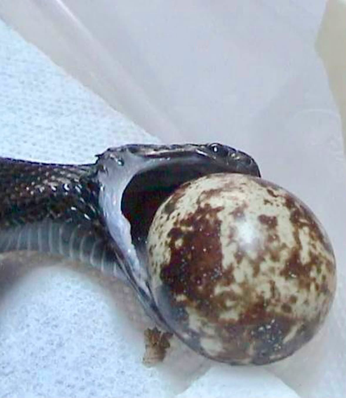 El sistema digestivo de las serpientes es una de las maquinarias más extremas de la naturaleza