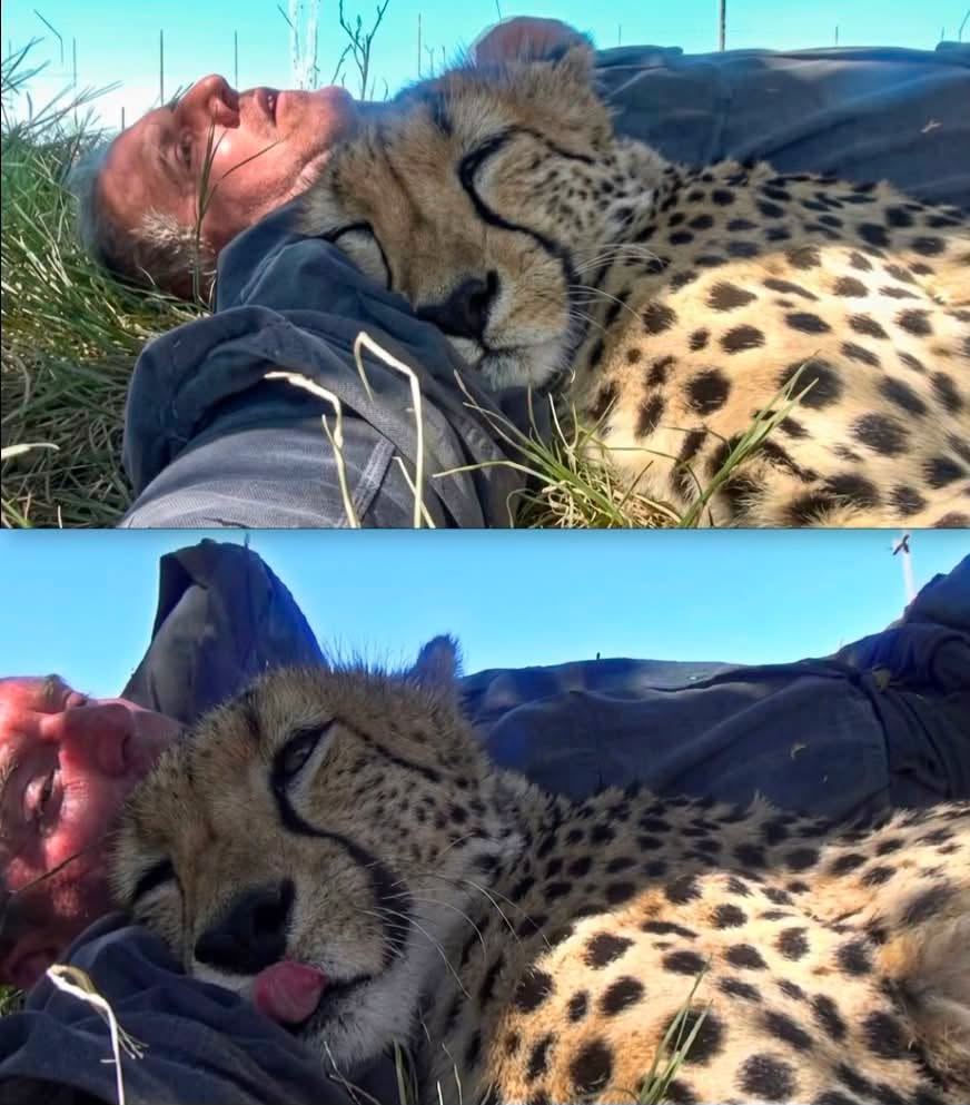 Esta es una de las escenas más impactantes y conmovedoras que se hayan registrado entre un ser humano y un depredador salvaje