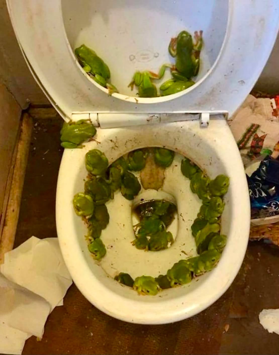 Imagina abrir la puerta de tu baño después de una inundación y encontrarte con esto