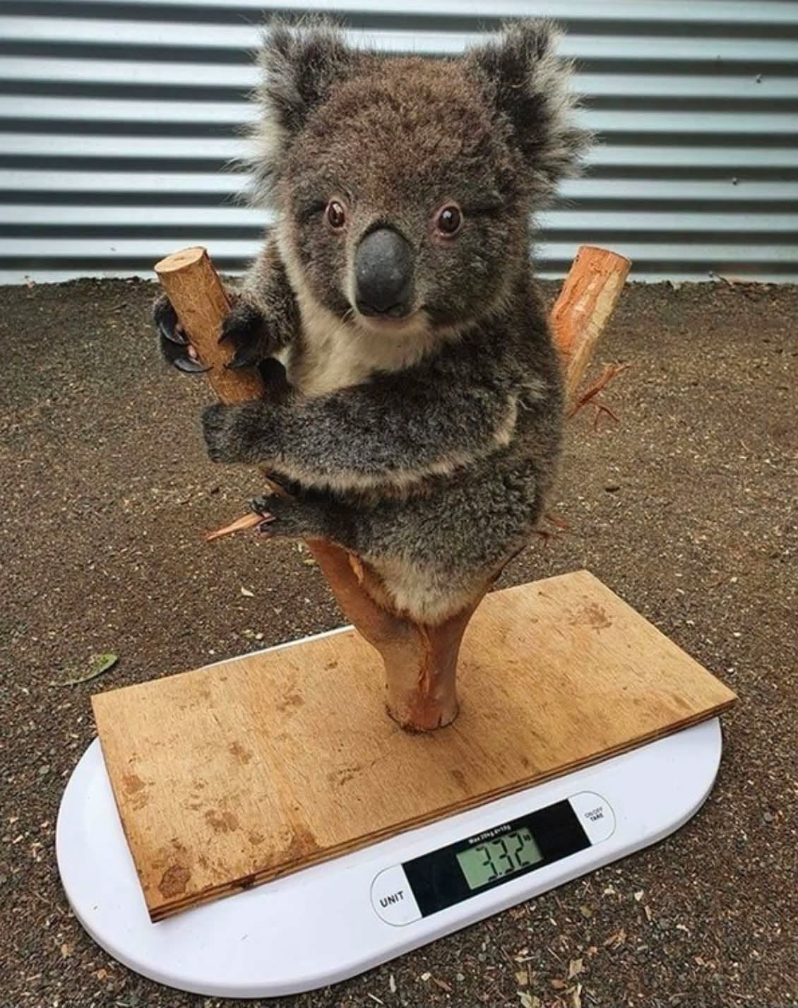 Así es cómo logran pesar a un koala sin que se mueva o se asuste