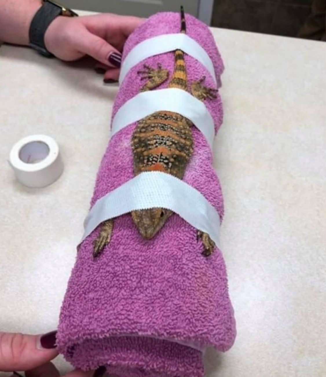 Cuando un reptil decide que no va a cooperar en la clínica veterinaria, los especialistas tienen que ponerse creativos