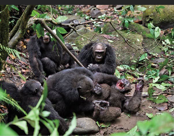 Los chimpancés suelen parecernos cercanos porque se parecen a nosotros