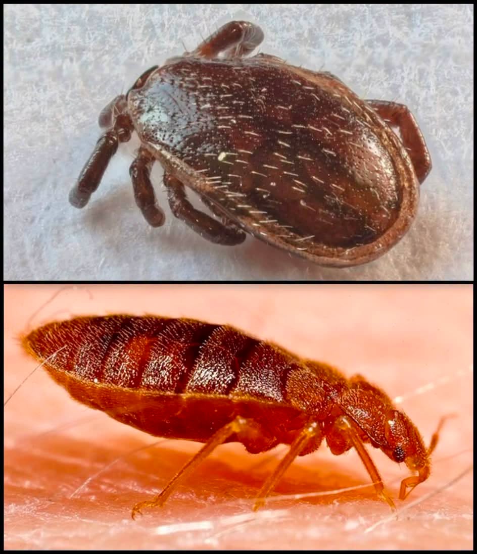 Hay un campo de batalla microscópico que ocurre en silencio debajo de las sábanas o en la vegetación del jardín y el resultado de un enfrentamient...