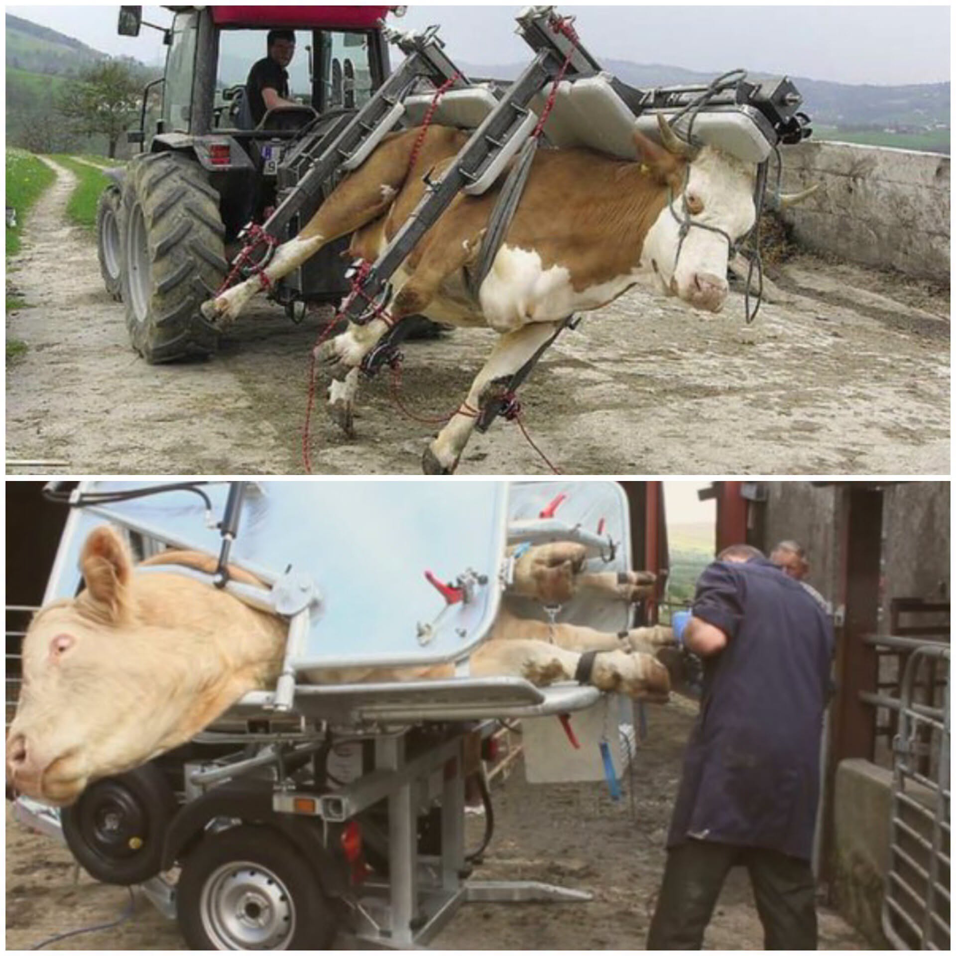 A primera vista parece una escena extraña, casi sacada de una película de ciencia ficción rural
