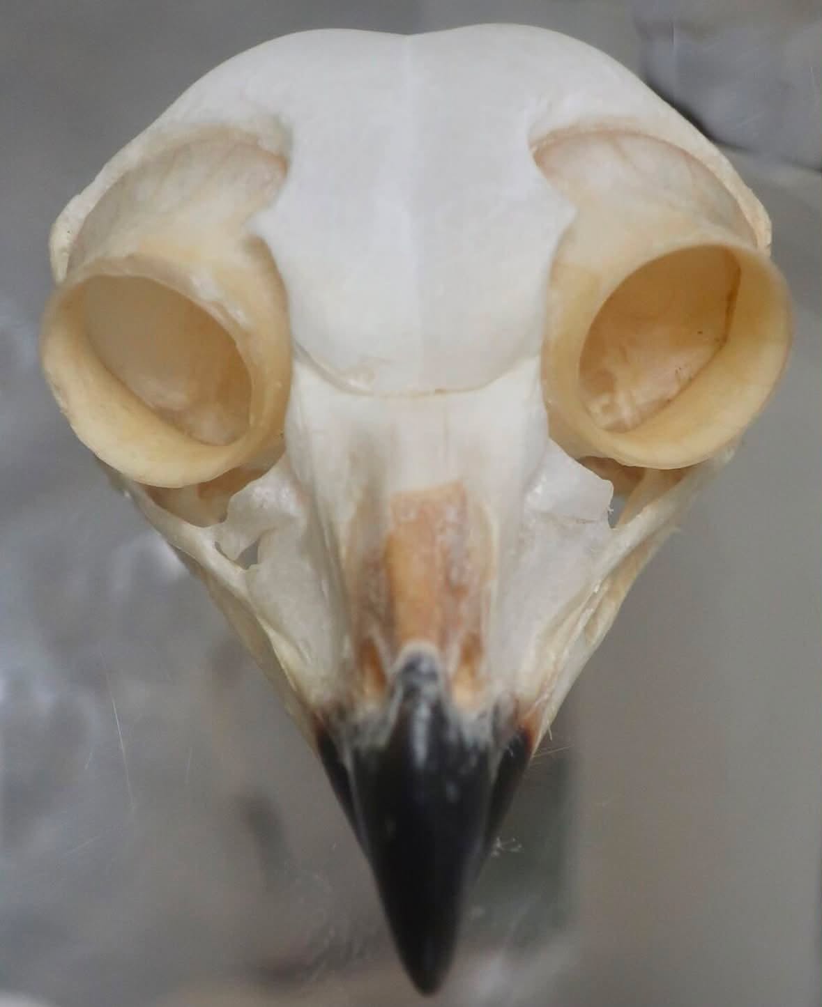 Siempre nos han vendido la idea de que el búho es el símbolo máximo de la sabiduría, pero su anatomía real revela una historia completamente dife...