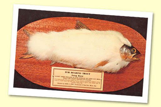 Un pescador estadounidense en Wisconsin capturó este pez, que al parecer tenía una espesa pelusa blanca