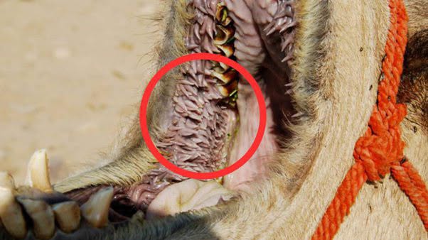 Los camellos son animales fascinantes, hasta que ves el interior de sus bocas