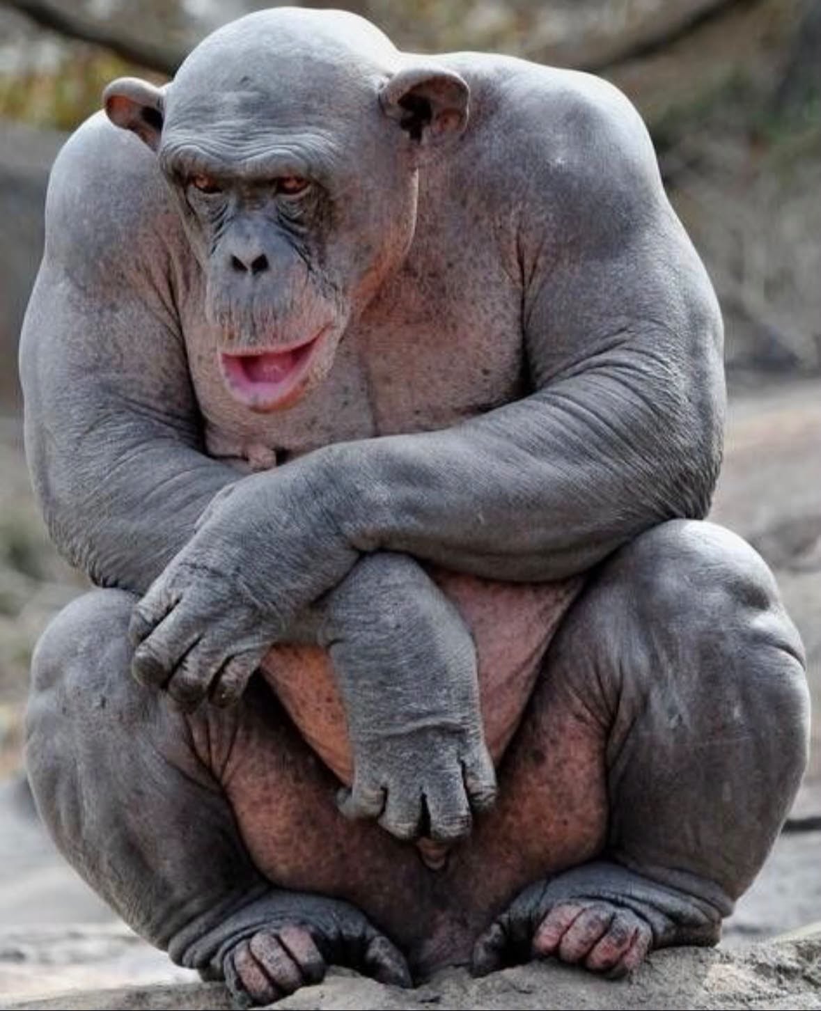 Un chimpancé adulto es, en promedio, 1.5 veces más fuerte que un ser humano