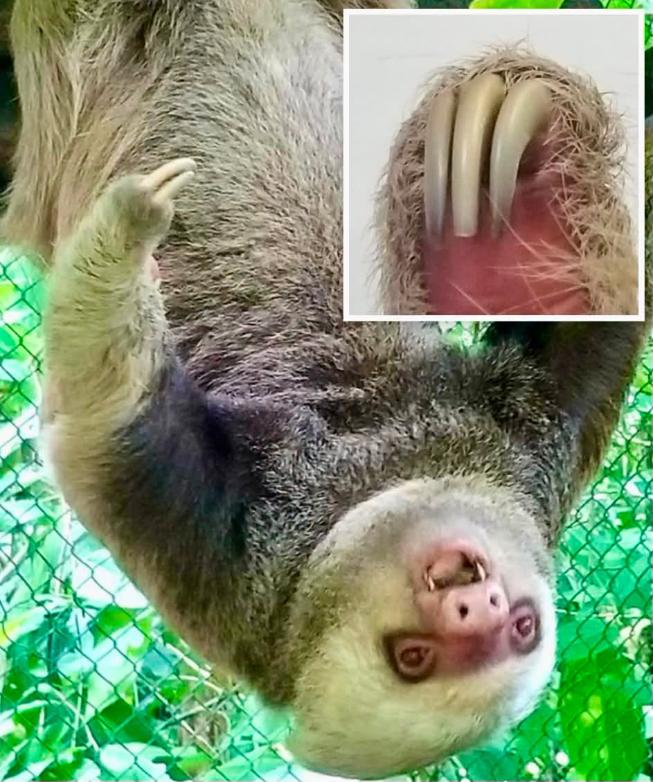 Los perezosos suelen verse como los animales más indefensos y lentos de la selva