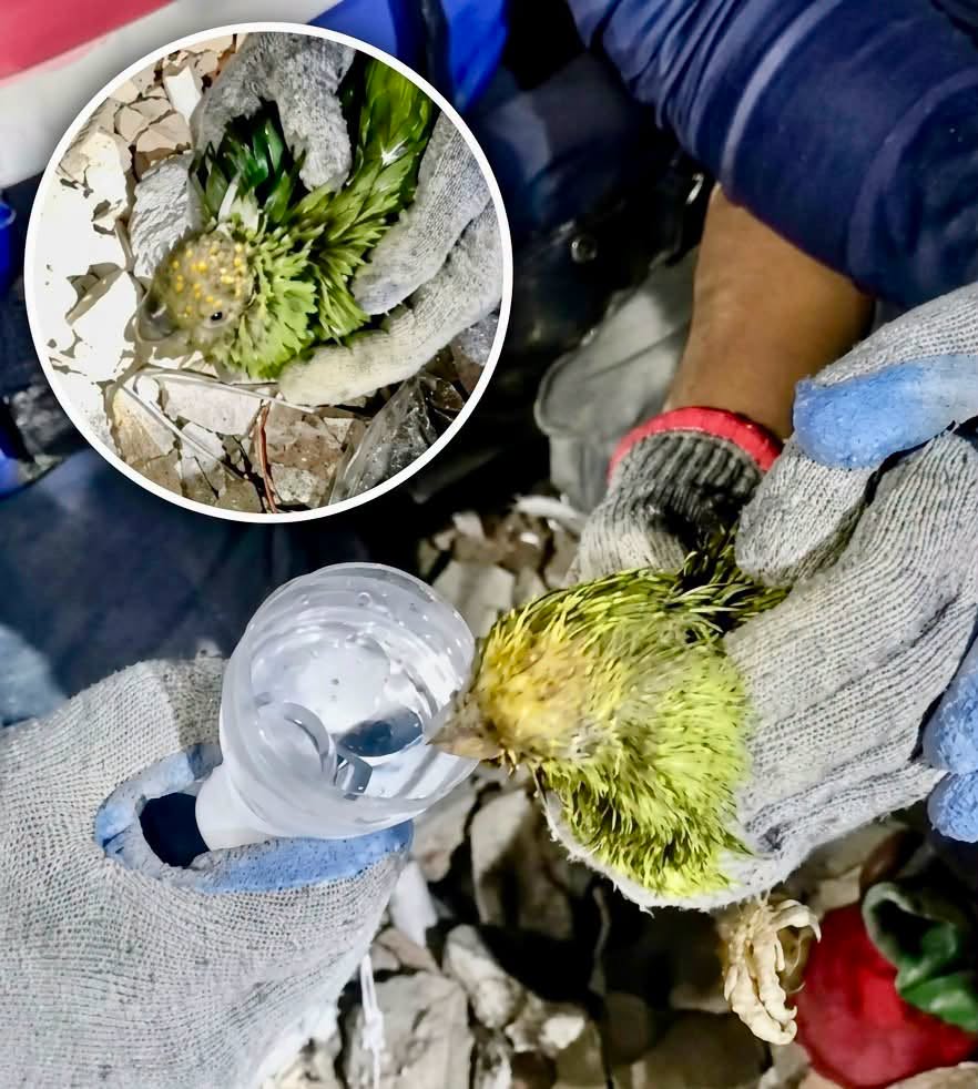 Nueve días bajo toneladas de escombros parecen un límite imposible para cualquier ser vivo