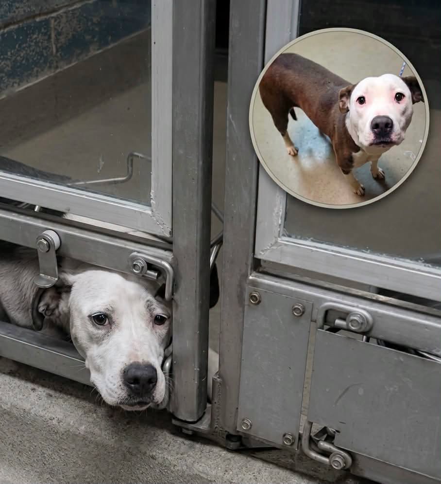 La mayoría de los perros en los refugios ladran, saltan y se desesperan por llamar la atención de los visitantes