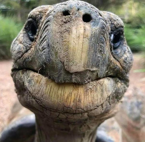 Este simpático anciano se llama Jonathan , tiene 190 años y es el quelonio vivo más longevo de la historia