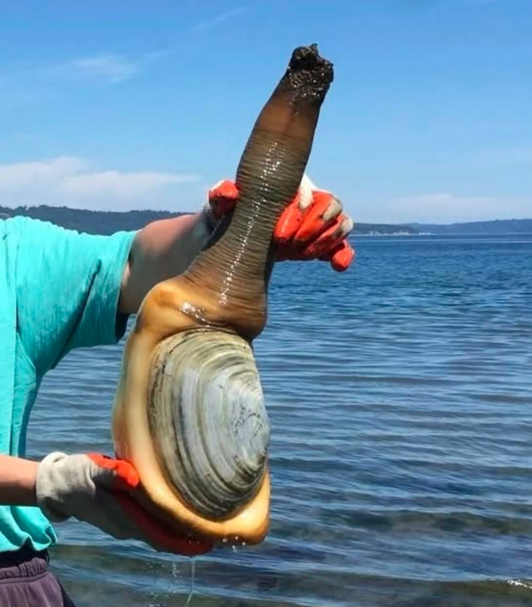 Se llama Geoduck (Panopea generosa), aunque muchos lo conocen popularmente como la almeja elefante, y es uno de los animales más extraños y longevos...