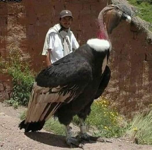 El cóndor peruano es una de las aves más impresionantes que existen, solo superada por el albatros en envergadura, pero su mayor masa corporal lo ha...