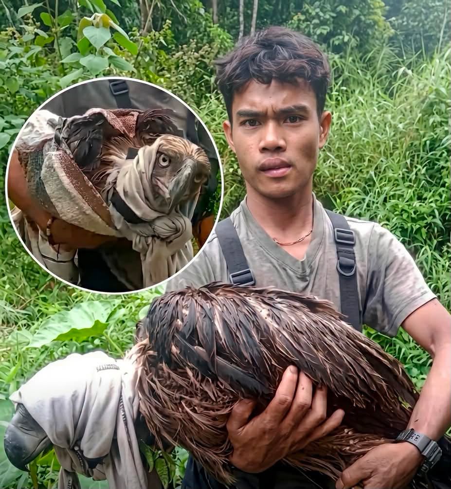 En la naturaleza, un depredador herido en el suelo deja de ser el cazador para convertirse en la presa incluso si eres el águila más poderosa del pl...