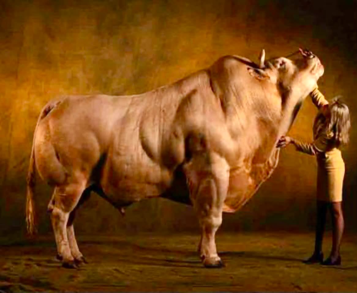 Es considerado el animal más musculoso que jamás haya existido