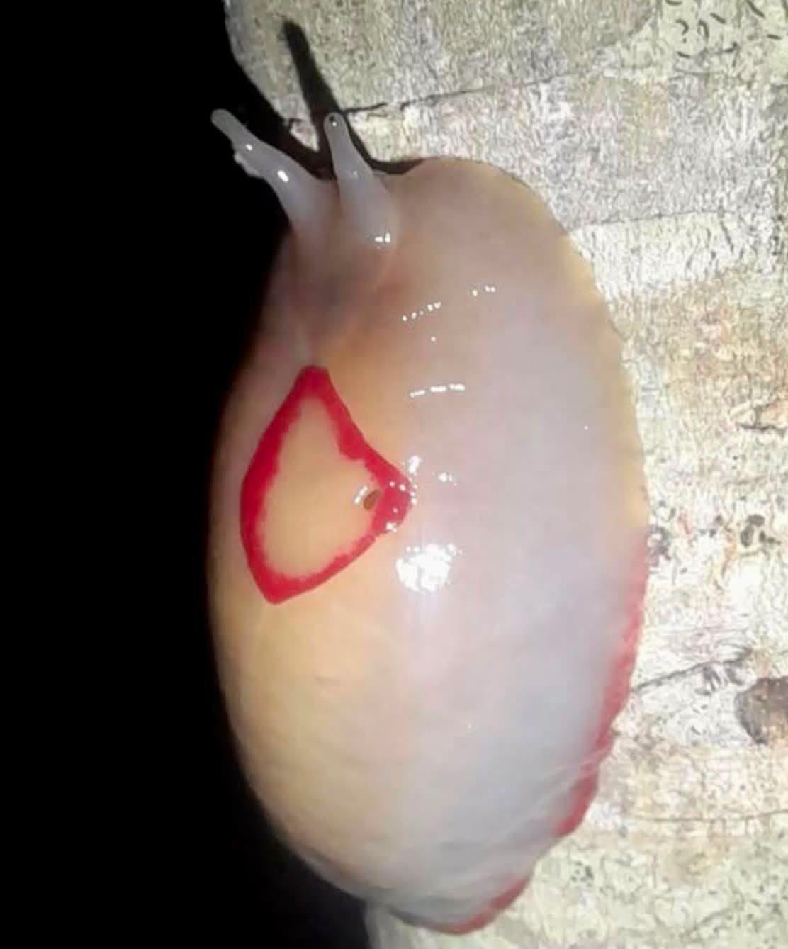 Parece un filete de pescado fresco, pero camina por los árboles