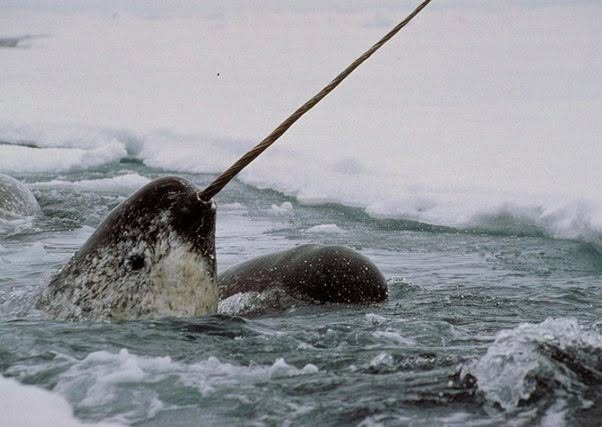 Este gran mamífero marino se llama narval