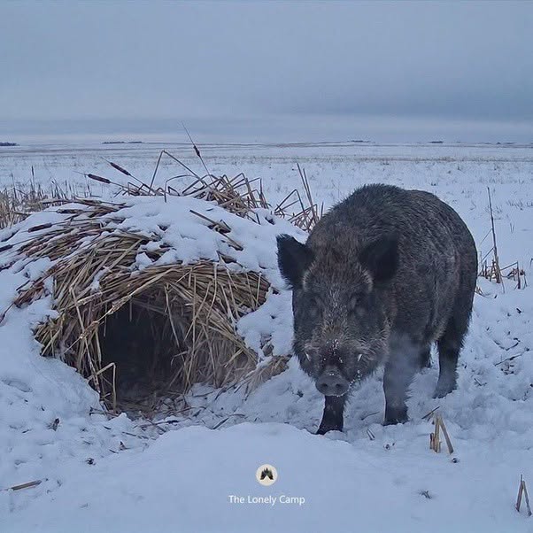 En las praderas canadienses, algunos cerdos salvajes no huyen del invierno: construyen un refugio y dejan que la nieve los cubra