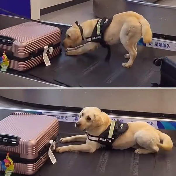 Una chica compartió su experiencia de ser detenida por la seguridad del aeropuerto para una revisión de equipaje mientras viajaba