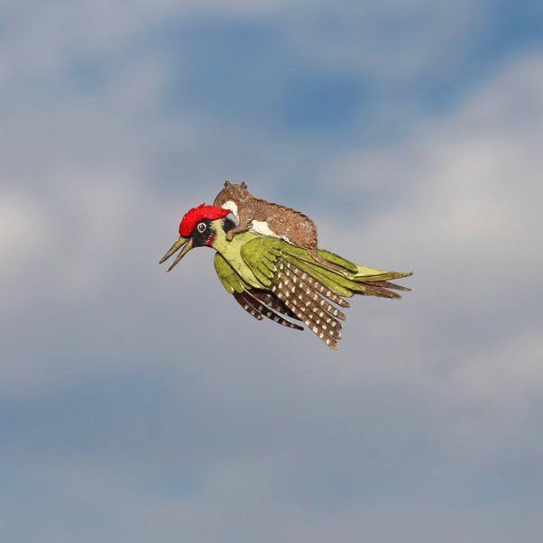 En 2026, un fotógrafo capturó una imagen de una comadreja siendo transportada a lomos de un pájaro carpintero en Londres.